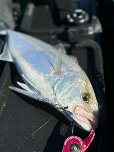 カンパチの釣果