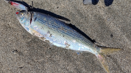 コノシロの釣果