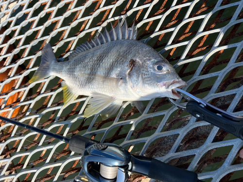 キビレの釣果