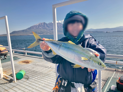 ヤズの釣果