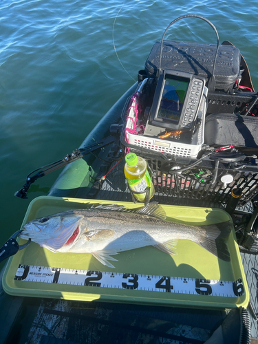 シーバスの釣果