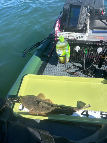 マゴチの釣果