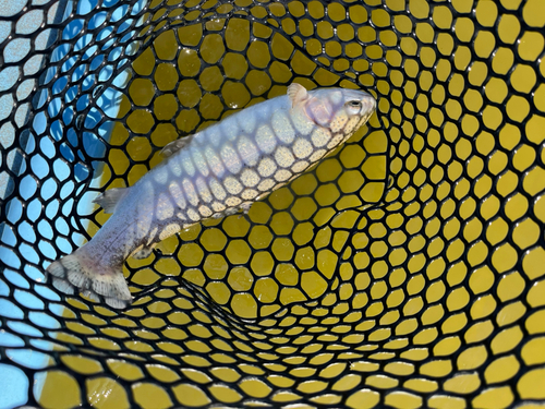 トラウトの釣果