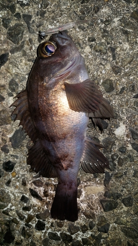 メバルの釣果