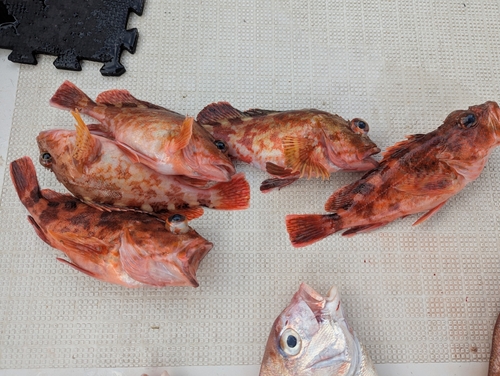 アラカブの釣果