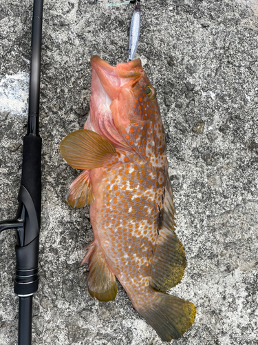 アコウの釣果