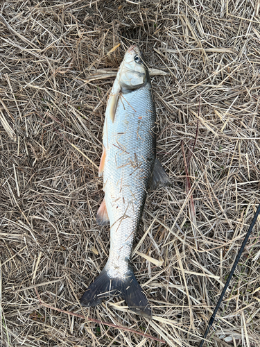 ウグイの釣果