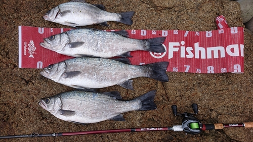 フッコ（ヒラスズキ）の釣果