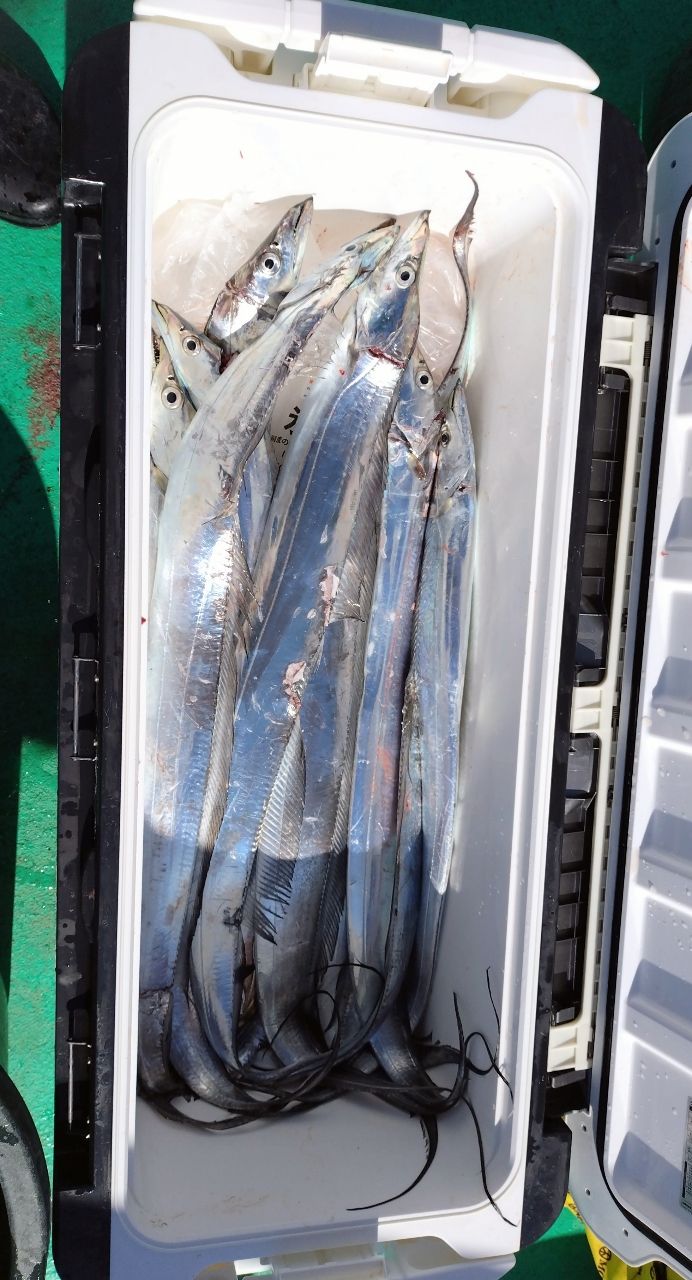 ユウチャンメンさんの釣果 1枚目の画像