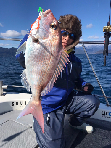 マダイの釣果