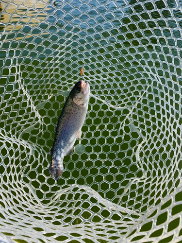 ニジマスの釣果