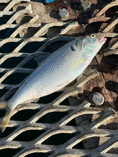 コノシロの釣果