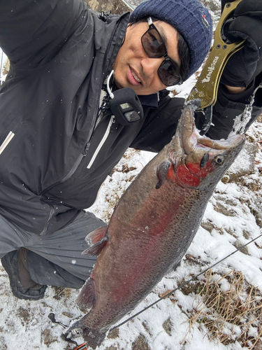 ニジマスの釣果