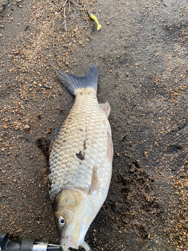 ヘラブナの釣果