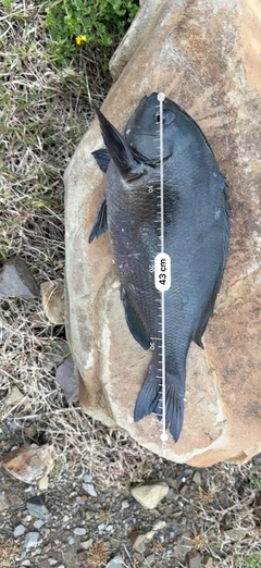 クチブトグレの釣果