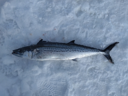 サゴシの釣果