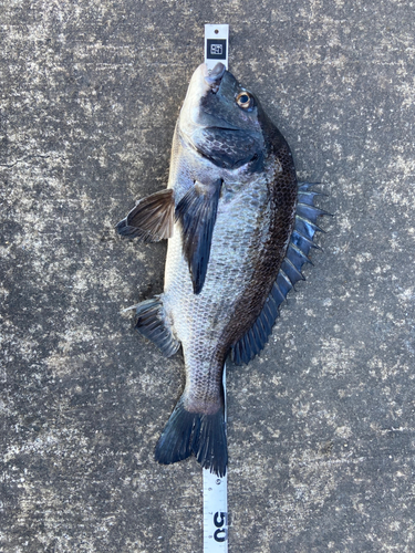 クロダイの釣果