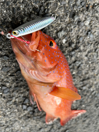 スジアラの釣果