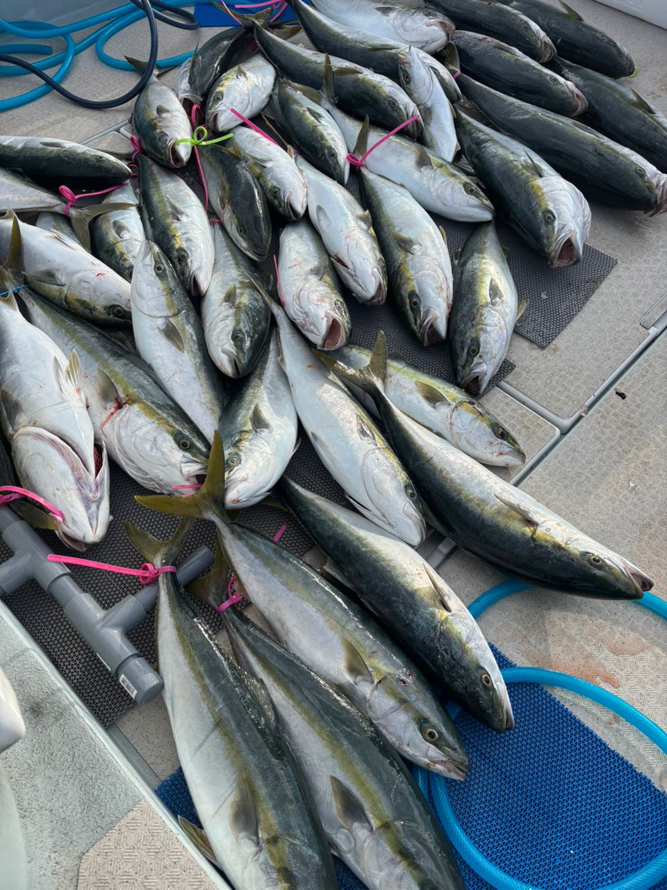 広島の釣りおじ🤩しゅんにぃ🤩さんの釣果 2枚目の画像