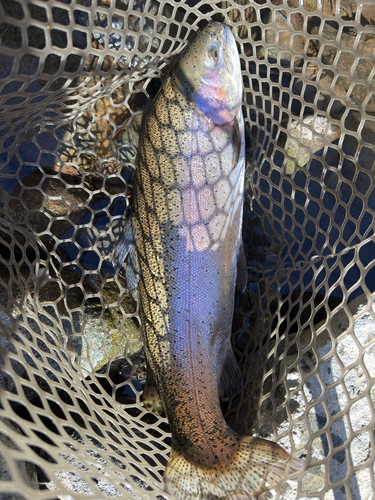 ニジマスの釣果