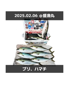 ブリの釣果