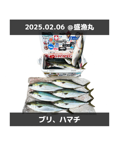 ブリの釣果