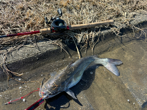 アメリカナマズの釣果