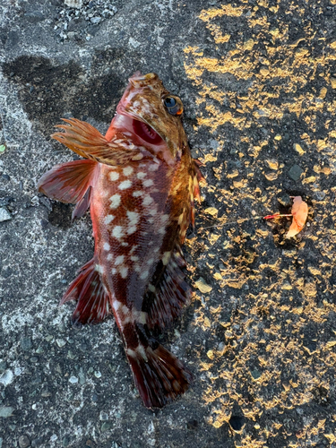 カサゴの釣果