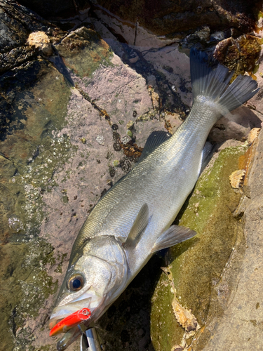 ヒラスズキの釣果