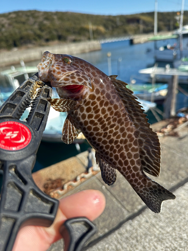 オオモンハタの釣果