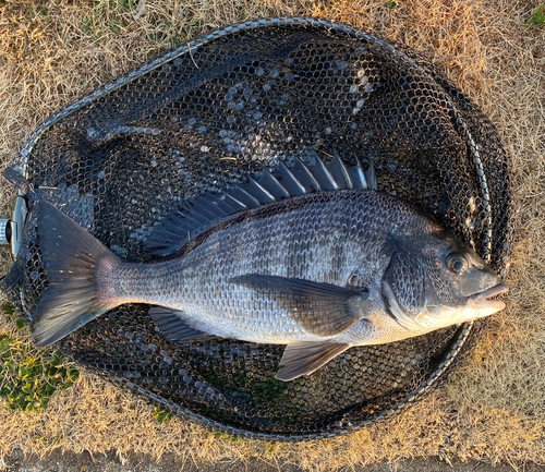 チヌの釣果