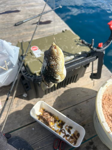 フグの釣果