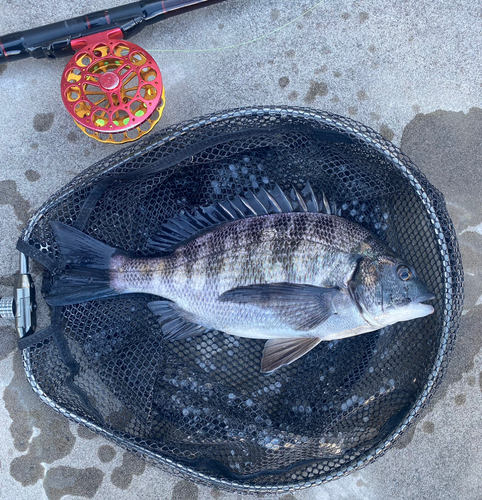 チヌの釣果