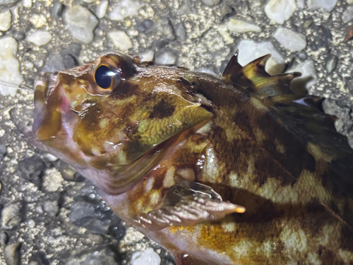 カサゴの釣果