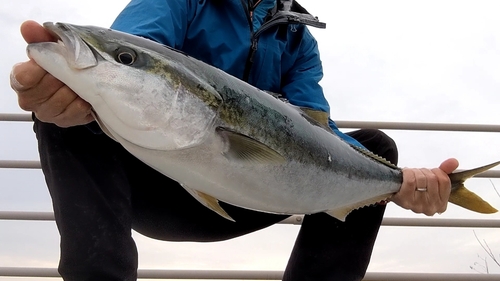 ブリの釣果