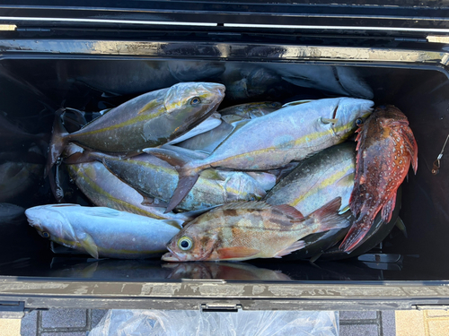 ショゴの釣果