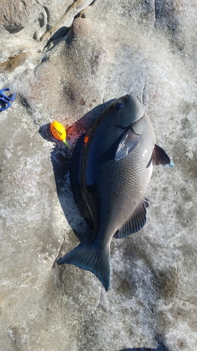 メジナの釣果