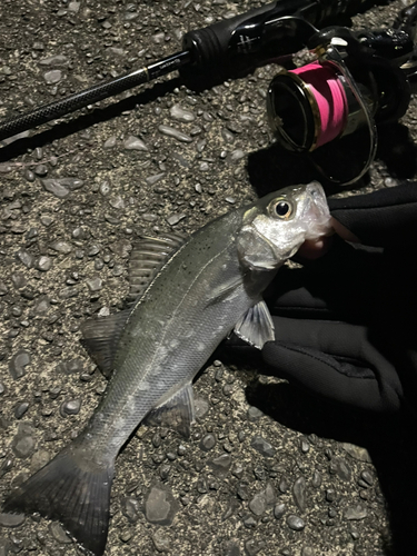 セイゴ（マルスズキ）の釣果