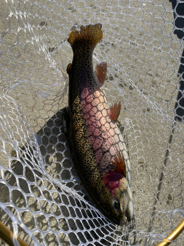 ニジマスの釣果