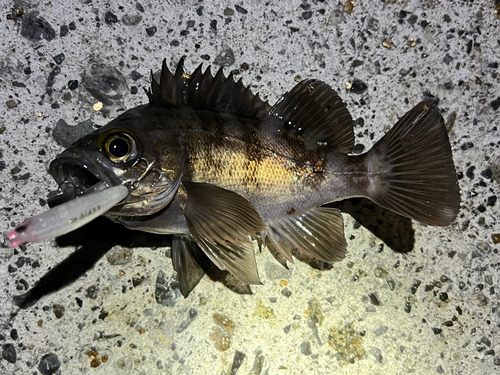 メバルの釣果