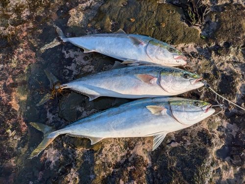 ブリの釣果