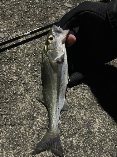 セイゴ（マルスズキ）の釣果