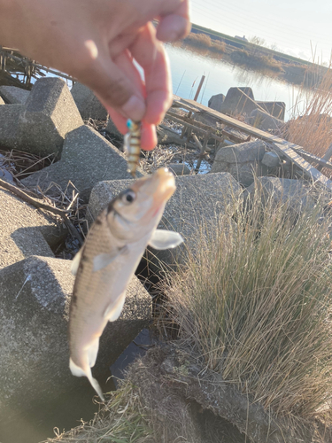 ニゴイの釣果