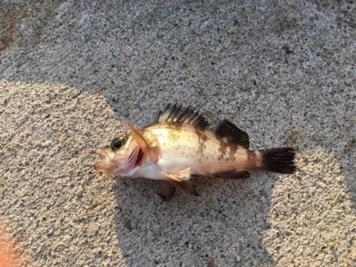 メバルの釣果
