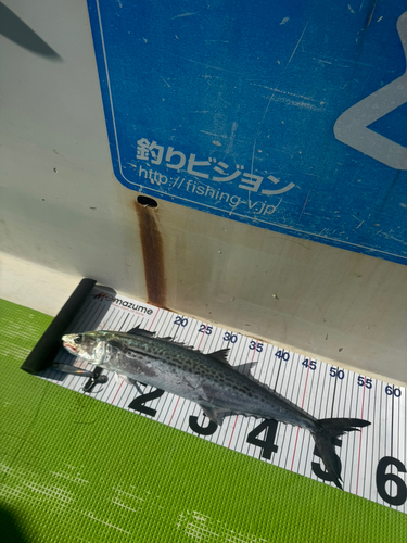 サゴシの釣果