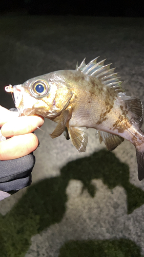 シロメバルの釣果