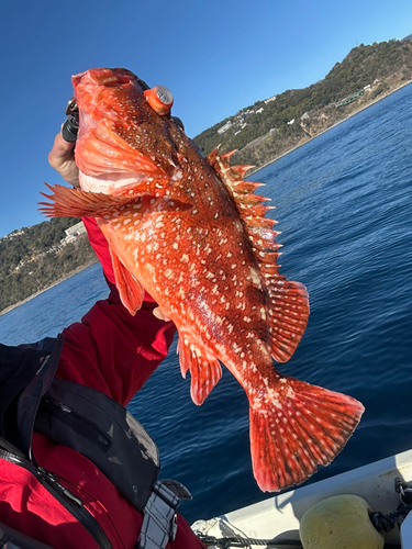 ウッカリカサゴの釣果