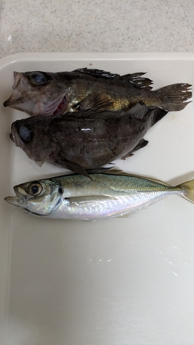 メバルの釣果