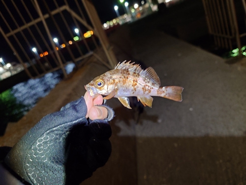 メバルの釣果