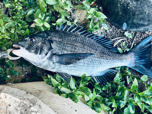 チヌの釣果